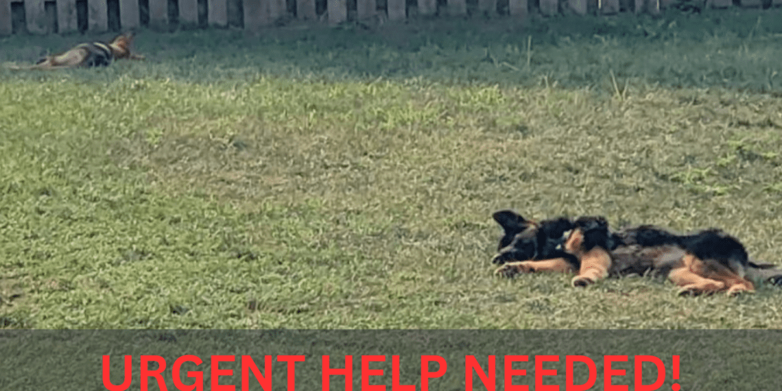 Act Now! Bolingbrook Dogs Near Death as City Ignores Cries for Help!
