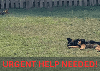 Act Now! Bolingbrook Dogs Near Death as City Ignores Cries for Help!