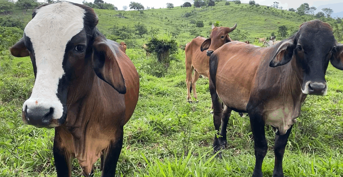 Narco-Ranching Fuels Disease, Corruption, and Border Instability — And President Trump Is the Only Leader Treating It as a National Security Crisis