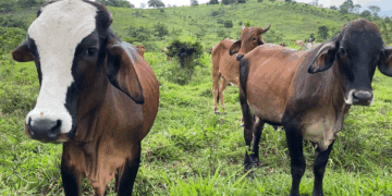 Narco-Ranching Fuels Disease, Corruption, and Border Instability — And President Trump Is the Only Leader Treating It as a National Security Crisis