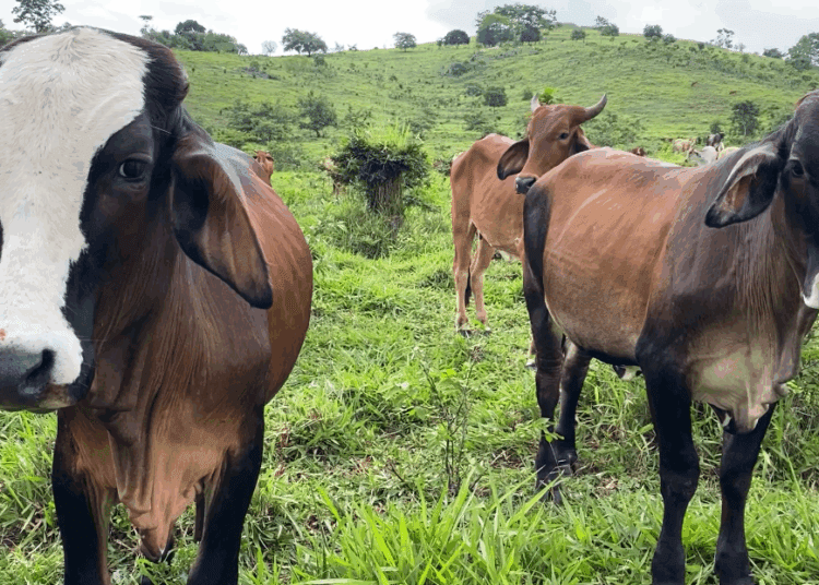 Narco-Ranching Fuels Disease, Corruption, and Border Instability — And President Trump Is the Only Leader Treating It as a National Security Crisis